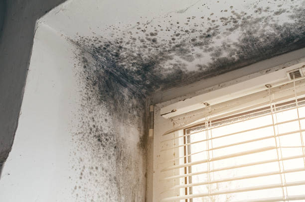 Affordable Basement Mold Removal solutions in Arlington, MN